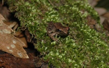 identificazione di due anfibi - Rana italica, Pelophylax sp.